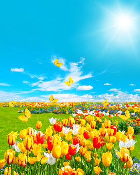 tulip flowers in green grass. sunny blue sky