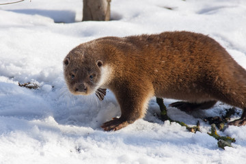 Young European otter (Lutra lutra lutra) in the snow