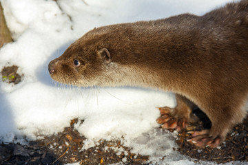 Young European otter (Lutra lutra lutra) in the snow