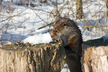 Young European otter (Lutra lutra lutra) in the snow
