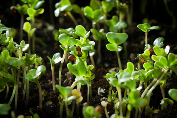 broccoli sprouts