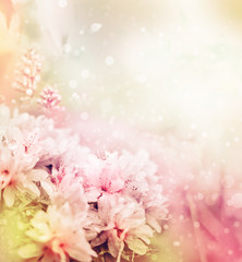 beautiful  flowers in the garden/ spring flowers