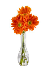 Reddish-orange Sunflowers in a Vase