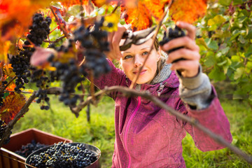 Woman picking grape during wine harvest
