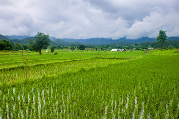 Fototapeta na wymiar Paddy fields in northern Thailand