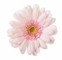 Fototapete Gerbera Rosa Gerbera-Blume. Isoliert auf weißem Hintergrund