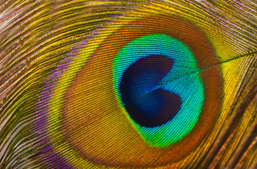 Macro of peacock feather isolated on white