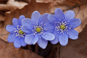 Hepatica nobilis