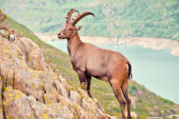 Fototapeta premium Wilder Steinbock posiert in den Schweizer Alpen