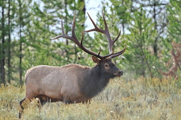 Naklejka na ściany i meble Teton Bull Elk
