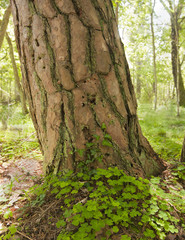 Wood sorrel, Oxalis acetosella growth on giant pine