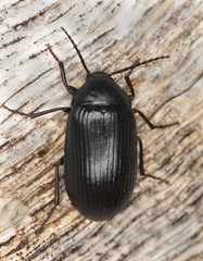 Prionychus melanarius on wood