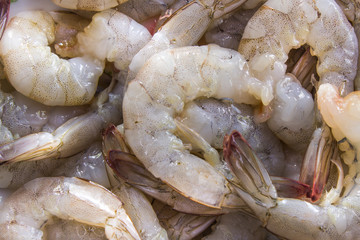 group of sea shrimp