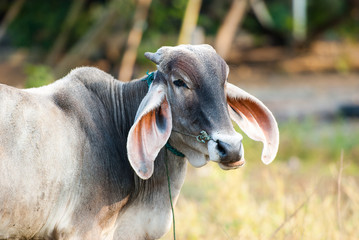 The long ears of cattle breeds Thailand on field