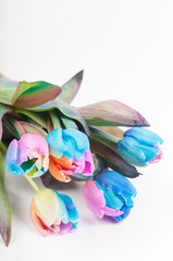 Unusual multicolored tulips