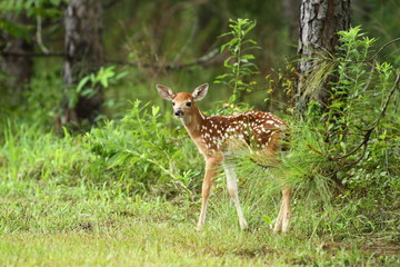 The Fawn