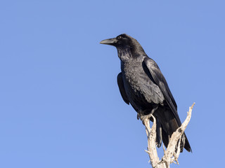 Raven