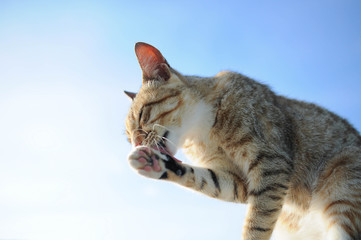 猫
