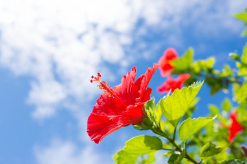 ハイビスカス © yuuta