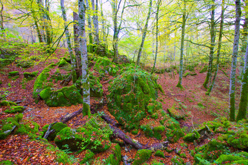 Autumn Selva de Irati beech jungle in Navarra Pyrenees Spain