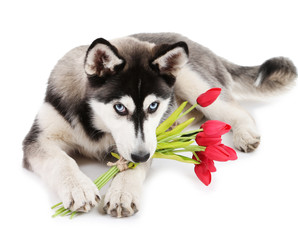 Beautiful cute husky puppy with flowers, isolated on white © Africa Studio