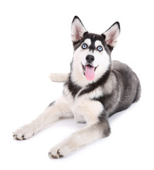 Fototapeta premium Happy siberian husky puppy with blue eyes lying down, playful domestic pet animal, isolated on white background