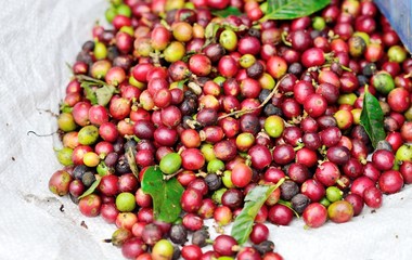 Coffee beans ripening in North of thailand
