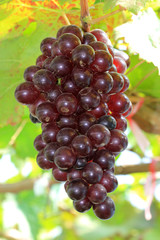 ripening red grape