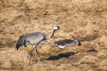 Naklejka premium Common Crane and Greylag Goose
