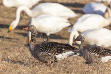 Greylag goose