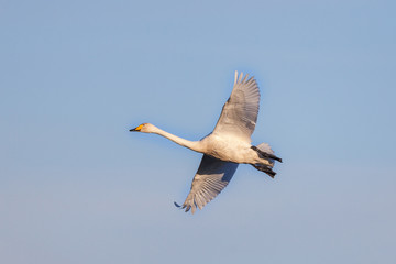 Whooper Swan flying