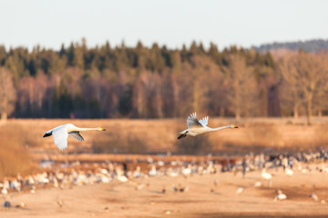 Whooper Swan flying