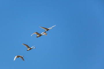 Whooper Swan