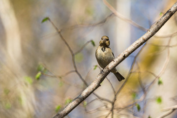 Common Chaffinch