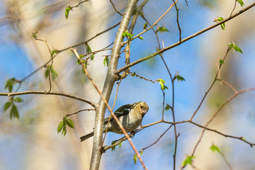 Common Chaffinch