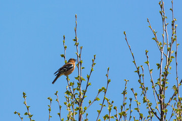 Chaffinch singing