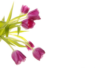 Tulpen