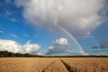 rainbow over wheat field in summer