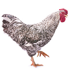 Pockmarked rooster