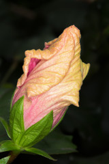 Pink and yellow Hibiscus flower bud, close-up