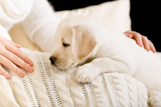 White Labrador puppy lying on white bedspread 