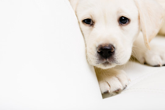 Close up of sad labrador puppy lying on the white sofa