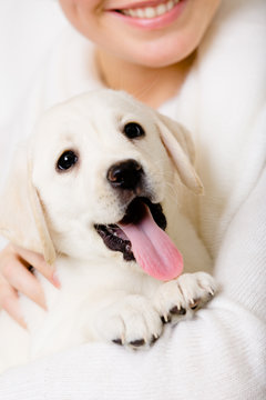 Close up of yawning white puppy on the hands of owner