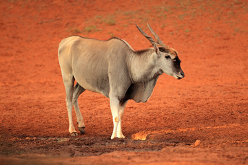 Eland antelope