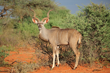 Kudu antelope in natural habitat © EcoView