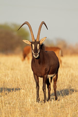 Male sable antelope with magnificent horns © EcoView