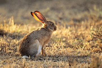 Fototapeta premium Scrub hare (Lepus saxatilis)