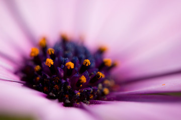 Polline