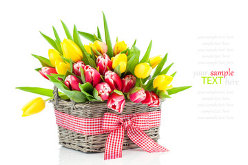 spring tulips in wooden basket, on white background. happy mothe