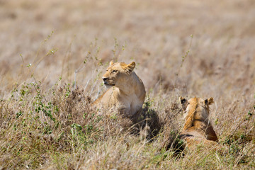 Lions pride in great plains of Serengeti